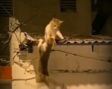 ¡Hakuna Matata! Dos tiernos gatitos recrearon a El rey león