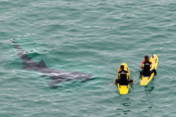 Un grupo de tiburones aterroriza a dos guardavidas surfistas