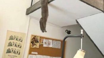 Una foto que recrea una escena de El Rey León se vuelve viral Una foto que recrea una escena de El Rey León se vuelve viral