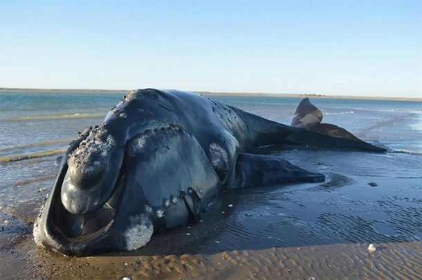 Murió la ballena franca que estuvo ocho días varada en la costa rionegrina