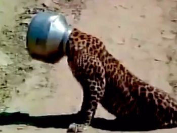 Blooper de Leopardo que quiso beber agua