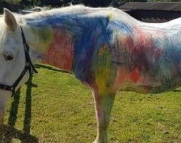 Pintan caballos en fiestas de cumpleaños