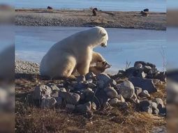 El oso polar que tiene un perro como mascota en Canadá El oso polar que tiene un perro como mascota en Canadá