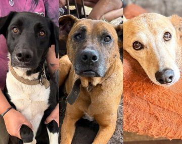 Murió un rescatista y buscan hogar para sus perros: fueron golpeados y temen por su seguridad