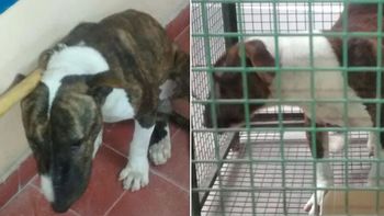 un bull terrier entro a una escuela y mordio a tres ninos en cordoba un bull terrier entro a una escuela y mordio a tres ninos en cordoba