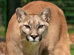 Un chico de 8 años sobrevivió al ataque de un puma que le mordió la cabeza