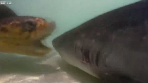 La valiente tortuga que ataca a un tiburón en el mar