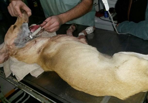 Murió la perra baleada por un policía en Neuquén