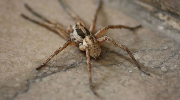 Lo denunciaron por violencia de género pero se estaba peleando con una araña