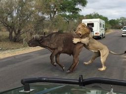 video: leones se comen un bufalo frente a un grupo de turistas video: leones se comen un bufalo frente a un grupo de turistas