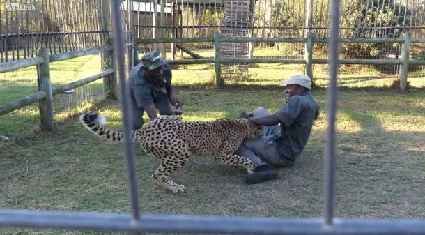 Mirá el ataque de una chita a sus dos cuidadores