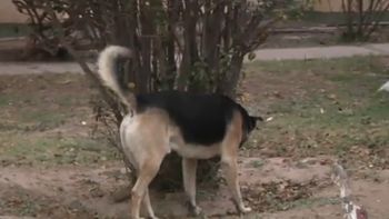 mata perros con salchichas con clavos mata perros con salchichas con clavos