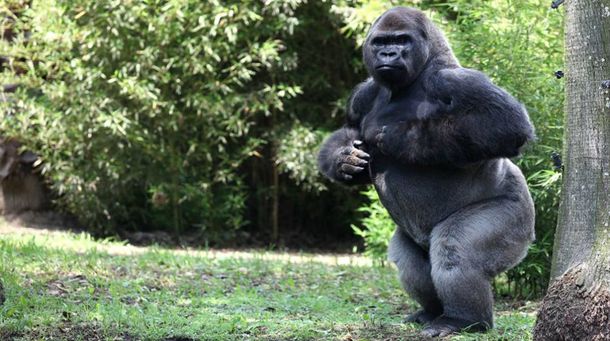 Murió un gorila cuando lo sedaron para trasladarlo de un zoológico a otro
