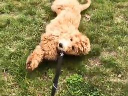 Lo sacó a pasear, pero estaba cansado y tuvo que arrastrarlo Lo sacó a pasear, pero estaba cansado y tuvo que arrastrarlo