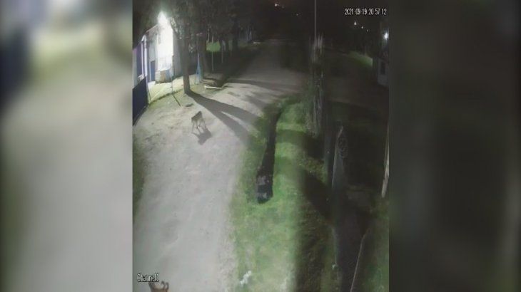 General Rodríguez: encontraron un puma deambulando por la ciudad