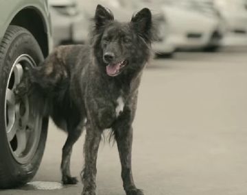 ¿Por qué los perros hacen pis en las ruedas?