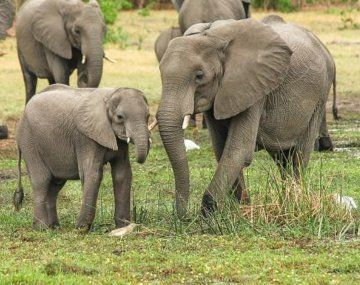 Un cazador murió aplastado por una estampida de elefantes mientras huía de un parque en Sudáfrica