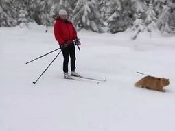 un gato se cree perro de trineo y sale a explorar la nieve con su duena un gato se cree perro de trineo y sale a explorar la nieve con su duena