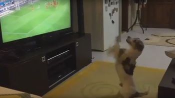 video: mira al perro fanatico que grita los goles de su equipo video: mira al perro fanatico que grita los goles de su equipo