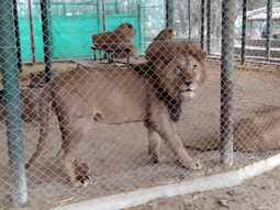 Fotos y videos denuncian maltrato animal en el zoológico de Luján