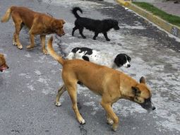 Bajarán los impuestos a cambio de adoptar un perro Bajarán los impuestos a cambio de adoptar un perro