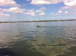 rescataron sano y salvo a un caballo que nado 11 kilometros en el mar rescataron sano y salvo a un caballo que nado 11 kilometros en el mar