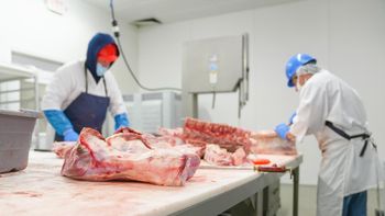 Los frigoríficos uruguayos atraviesan un momento complejo por el bajo volumen de faena. Los frigoríficos uruguayos atraviesan un momento complejo por el bajo volumen de faena.