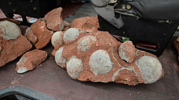 Descubren 43 huevos fosilizados de dinosaurios en una ciudad de la China