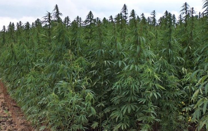 Mujica pretende utilizar un predio de las Fuerzas Armadas para cultivar la marihuana