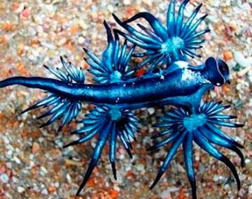 Misterio por el dragón azul