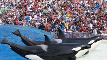 entrenador se salva de milagro tras el ataque de una orca entrenador se salva de milagro tras el ataque de una orca