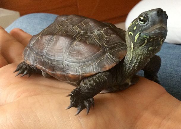 Fue al hospital después de una fiesta: le encontraron una tortuga en su vagina