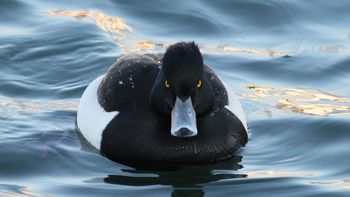 una mujer reclama 275 mil dolares de indemnizacion por ser atacada por un pato una mujer reclama 275 mil dolares de indemnizacion por ser atacada por un pato
