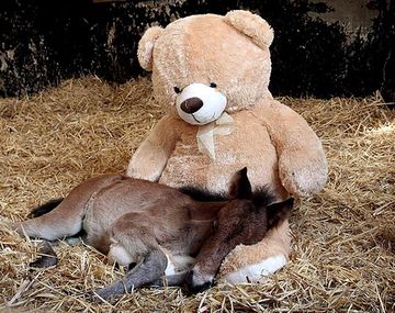 Potrillo huérfano encuentra consuelo en un oso de peluche