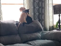 Viral: el conmovedor abrazo de un gato y un perro