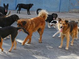 Una jauría mató a una mujer en Berazategui