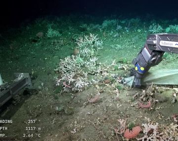 Insólito hallazgo humano en el fondo del cañón submarino de de Mar del Plata: era basura