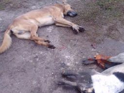 Al menos seis perros fueron envenenados en una localidad platense Al menos seis perros fueron envenenados en una localidad platense