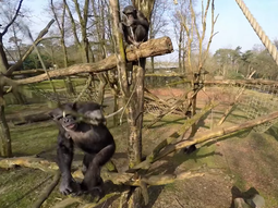 un mono derriba un drone que grababa el zoo un mono derriba un drone que grababa el zoo