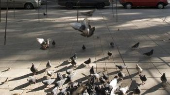 PALOMAS