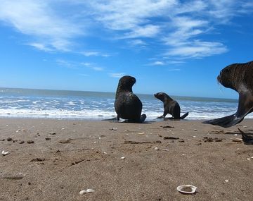 Volvi&oacute; al mar el lobo marino que hab&iacute;a sido encontrado y maltratado en Quilmes
