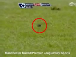insolito: el estadio del manchester united fue invadido por ratones insolito: el estadio del manchester united fue invadido por ratones