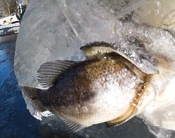 En un bloque de hielo un pez quedó atascado cuando intentada comerse a otro