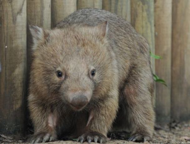Wombat abrazos 2