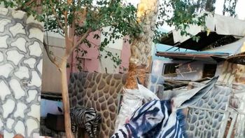 Estas son las cebras despintadas Estas son las cebras despintadas