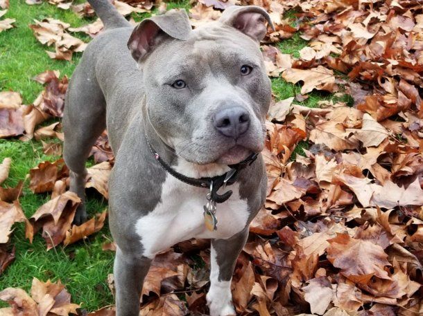 Jujuy: una mujer y su hija sufrieron heridas tras ser atacadas por tres perros pitbull