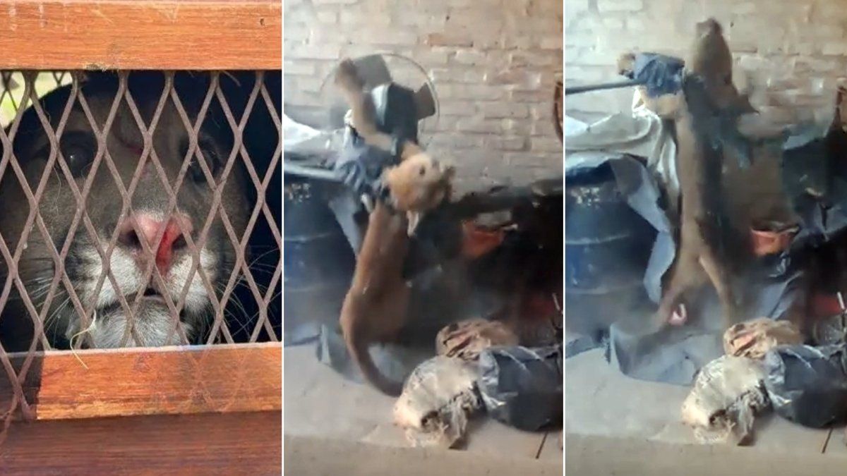 Susto en Santa Fe por un puma que apareció en el patio de una casa