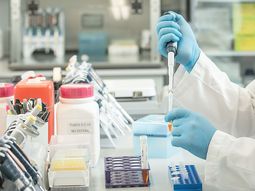 Suero equino y plasma contra el coronavirus: en qué casos y cómo se podrá utilizar