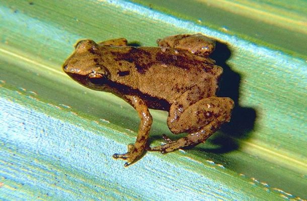 Descubren que una especie de rana escucha con los oídos