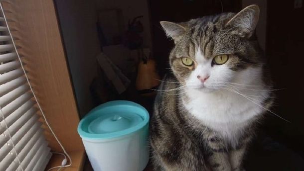 Maru, el gato japonés que es furor en YouTube entró al Guinness